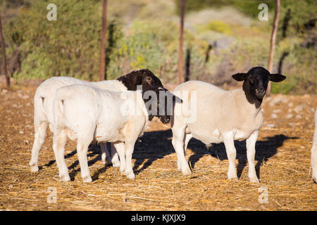 Dorper Schafe rams auf einer dorper Schafe Gestüt in der tankwa Karoo in Südafrika Stockfoto