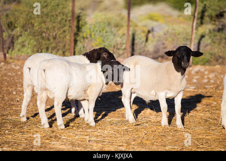 Dorper Schafe rams auf einer dorper Schafe Gestüt in der tankwa Karoo in Südafrika Stockfoto