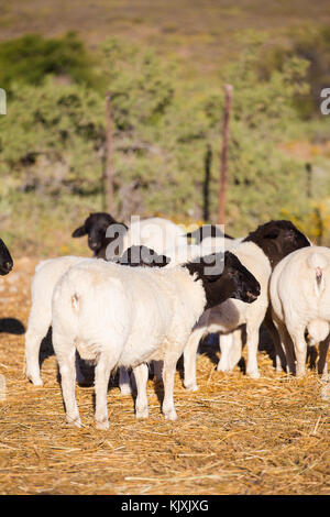 Dorper Schafe rams auf einer dorper Schafe Gestüt in der tankwa Karoo in Südafrika Stockfoto