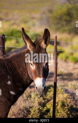 Nahaufnahme portrair einen Esel auf einem Bauernhof in der tankwa Karoo Südafrika Stockfoto