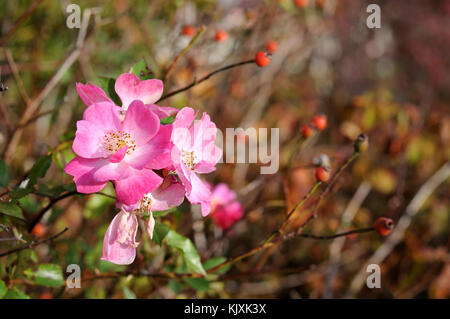 Rosa Blüten eines Hundes rose Stockfoto