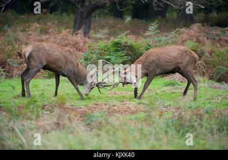 Red Deer stag im Herbst (Cervus elaphus), Richmond Park, London, Vereinigtes Königreich Stockfoto