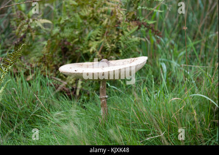 Sonnenschirm Pilz (Macrolepiota procera) Richmond Park, London, Großbritannien, Britische Inseln Stockfoto