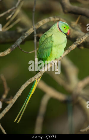 Männliche ring necked parakeet (psittacula krameri), oder Rose ringed parakeet, London, Vereinigtes Königreich Stockfoto