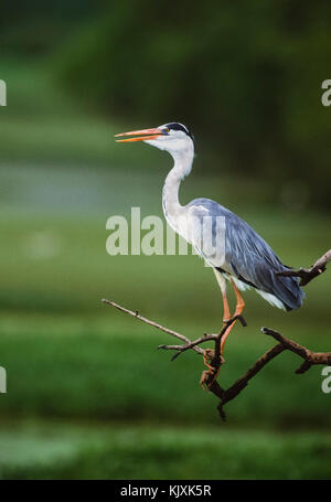 Graureiher Ardea cinerea, Keoladeo Ghana National Park, bharatpur, Rajasthan, Indien Stockfoto