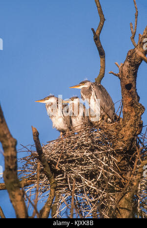 Drei Graureiher Jugendliche warten im Nest für Eltern, Ardea cinerea, Regents Park, London, Vereinigtes Königreich Stockfoto