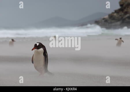 Pinguin in Sandstorm Stockfoto