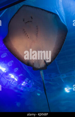 England, Devon, Plymouth, das National Marine Aquarium Stockfoto