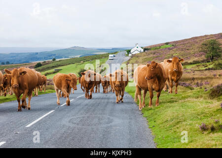 England, Devon, Dartmoor, Vieh auf der Straße Stockfoto