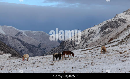 Pferd (Equus ferus Caballus) essen Gras auf einem Berg in SiChuan, China Stockfoto