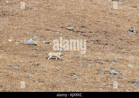 Tibetische Wolf (Canis lupus chanco) zu Fuß auf einem Berghang in SiChuan Stockfoto