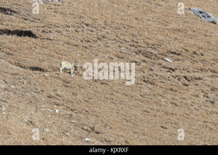 Tibetische Wolf (Canis lupus chanco) zu Fuß auf einem Berghang in SiChuan Stockfoto