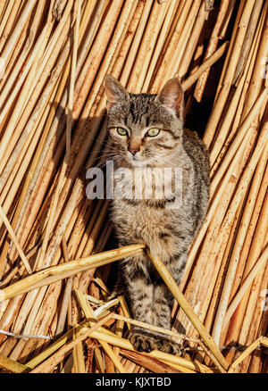 Katze auf den schwimmenden Inseln der Uros, Titicacasee, Puno, Peru Stockfoto