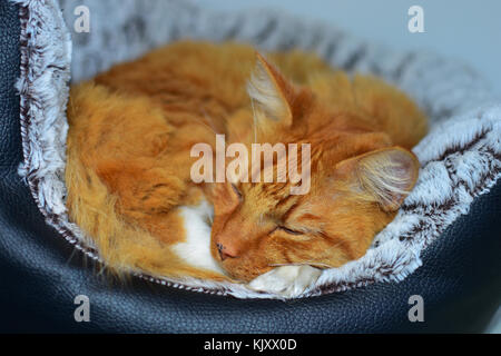 Ginger cat in einem Korb Stockfoto