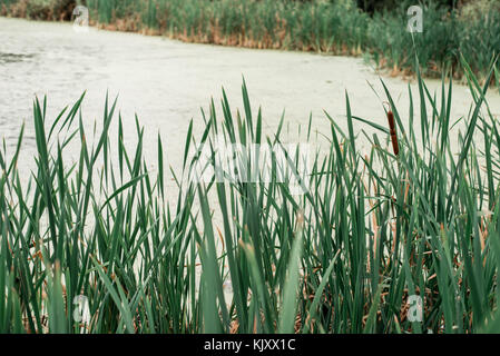 Schilf am See, ein Frühling, in der Natur, ein Teich mit Gras bewachsen, im Park am frühen Morgen. Stockfoto