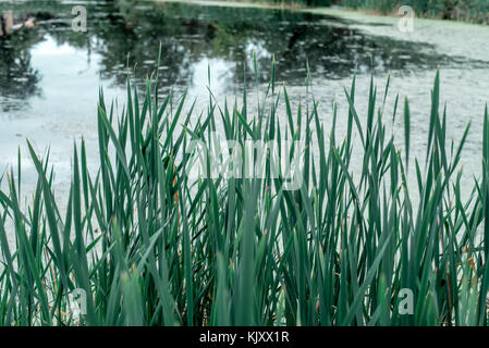 Schilf am See, ein Frühling, in der Natur, ein Teich mit Gras bewachsen, im Park am frühen Morgen. Stockfoto