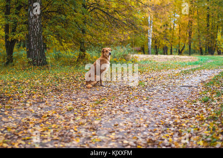 Ein Hund sitzt im Park auf der Straße. Herbst Blätter der Bäume. Warten auf die Besitzer, ein treuer Hund für einen Spaziergang. Stockfoto