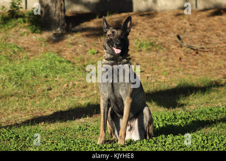 Malinois belgischer Schäferhund im Sitzen ohne sich zu bewegen und warten auf Aufträge Stockfoto