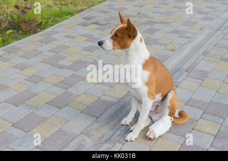 Cute basenji Hund mit gebrochenen bandagierten Hinterpfoten sitzt auf einem Bürgersteig Stockfoto