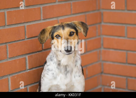 Portrait von Mischling stray weibliche Hunde gegen Mauer sitzen und betteln Essen Stockfoto