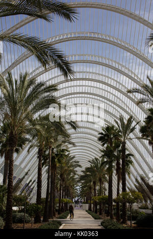 Viele schöne Palmen in ein sehr angenehmer Ort in Spanien Valencia Stockfoto