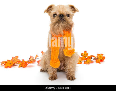 Hunderasse Brüsseler Griffon orange Schal und Blätter im Herbst, isoliert auf weißem Stockfoto