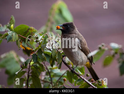 Gemeinsame bulbul mit Berry Stockfoto