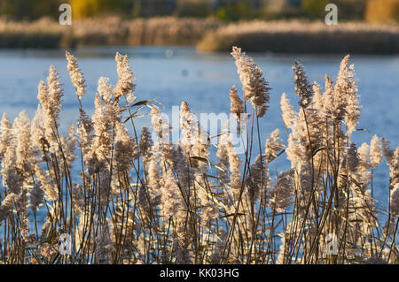 Schilf an woodberry Feuchtgebiete Nature Reserve, North London, Großbritannien Stockfoto