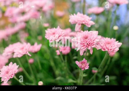 Schöne rosa Gerbera Blumen im Garten Stockfoto