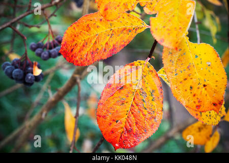 Bunte aronia Blätter im Oktober, Makro Foto mit selektiven Fokus Stockfoto