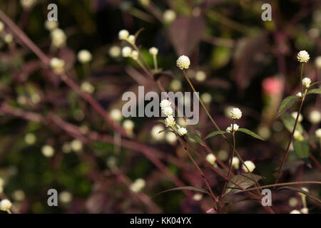 Weiße kleine Blume rot Efeu oder rote Flamme Efeu oder hemigraphis alternata Stockfoto