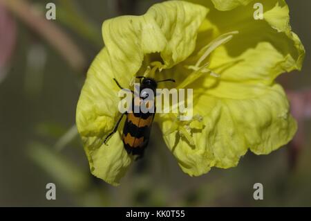 Variable Ölbeetle - Blisterbeetle - Gelber meloider Käfer (Mylabris variabilis), der im Sommer in Vaucluse - Frankreich bei einer Blume füttert Stockfoto