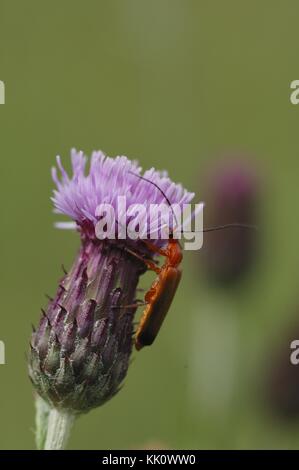 Gemeinsamer roter Soldatentreber - Blutsaugerbeetle - hogweed Bonking Beetle (Rhagonycha Fulva), der im Sommer von Blumen ernährt wird Stockfoto