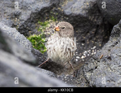 Medium Grundfinken, erwachsene Frau, (Geospiza Fortis), Espanola Island, Galapagos, Ecuador Südamerika Stockfoto