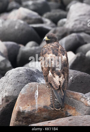 Galapagos Falke, (Buteo galapagoensis), endemisch in den Galapagos, Espanola Island, Galapagos Inseln Ecuador Südamerika Stockfoto