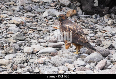 Galapagos Falke, (Buteo galapagoensis), endemisch in den Galapagos, Espanola Island, Galapagos Inseln Stockfoto