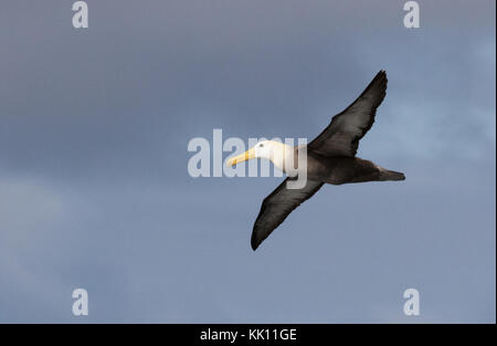 Galapagos Albatrosse (Phoebastria irrorata), oder Gewellten Abatross fliegen, Galapagos Inseln, Galapagos Ecuador Südamerika Stockfoto