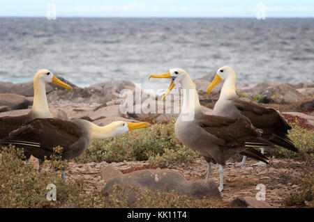 Zwei Paare von Galapagos Albatrosse oder Gewellten Albatross Durchführen einer Grußansage Tanz, Espanola Island, Galapagos, Ecuador Südamerika Stockfoto