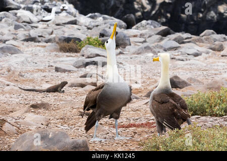 Galapagos Albatrosse, oder Gewellten Albatross, (Phoebastria irrorata), Paar umwerben; Espanola Island, Galapagos Inseln Stockfoto