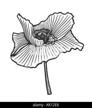 Hand gezeichnet poppy flower florale Gravur Vector Illustration. schwarz auf weiß Blume Stock Vektor