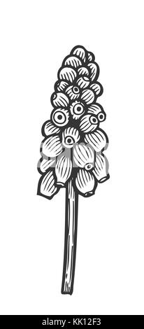 Hand gezeichnet geocynthesis, Blume florale Gravur Vector Illustration. schwarz auf weiß Blume Stock Vektor