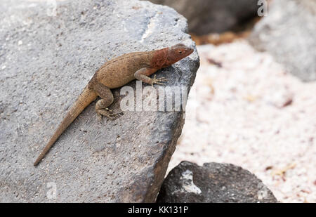 Galapagos Lava Lizard (Microlophus albemarlensis) oder Albemarle lava Eidechse, erwachsenen männlichen, Espanola Island, Galapagos, Ecuador, Südamerika Stockfoto