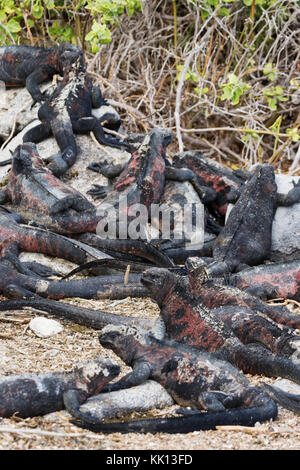 Marine Iguanas ( Amblyrhynchus cristatus ) - eine Gruppe auf der Insel Espanola, Galapagos Stockfoto