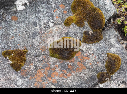 Moos und Lichen, die auf einem Felsen wachsen, im Nationalpark von Ekuador Stockfoto