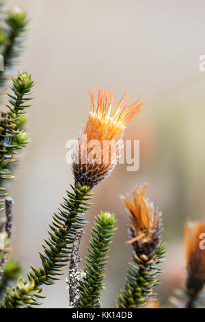 Ecuador Blume - Die Blume der Anden, Chuquiraga jussieui, wachsende in Ecuador Südamerika Stockfoto