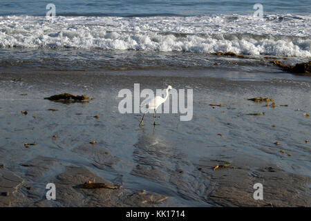 Snowy White Seidenreiher (Egretta thula) waten auf dem Ufer am Escondido Strand in Malibu in Los Angeles, Kalifornien, USA KATHY DEWITT Stockfoto