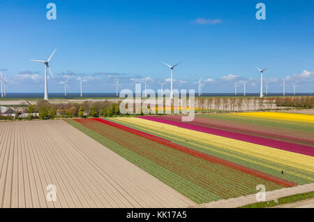 Luftaufnahme der Tulpenfelder und Windkraftanlagen in Nordholland, Niederlande Stockfoto