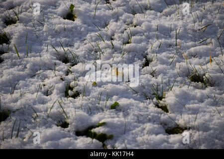Schmelzender Schnee auf grünem Gras, zwischen Winter und Frühling Konzept Hintergrund Stockfoto