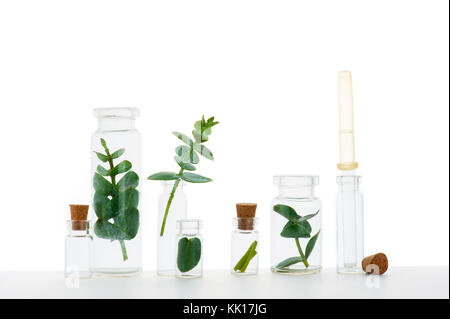 Niederlassungen der Pflanzen in der Medizin Flaschen auf dem weißen Hintergrund Stockfoto