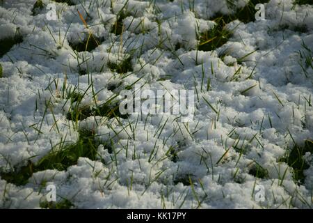 Gras Schauen durch frischen Schnee, Schnee in der Sonne schmelzen Stockfoto